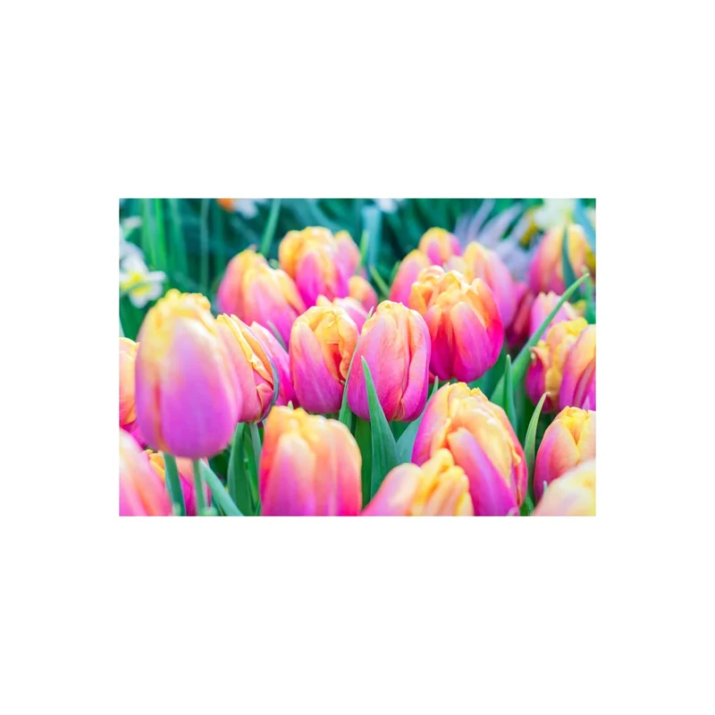 ibspot-149505
