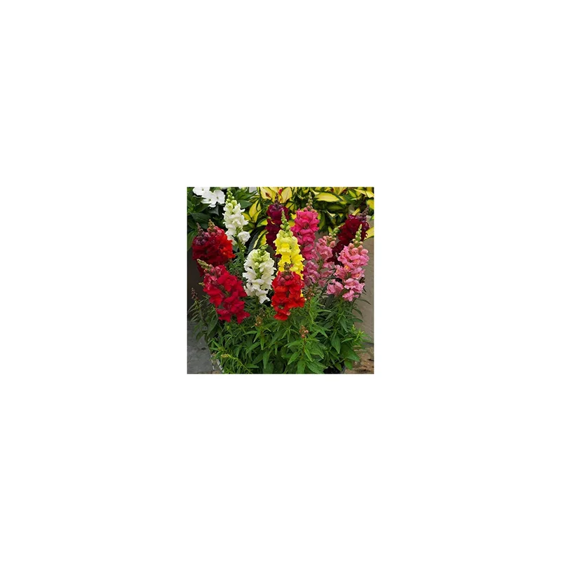ibspot-56682902